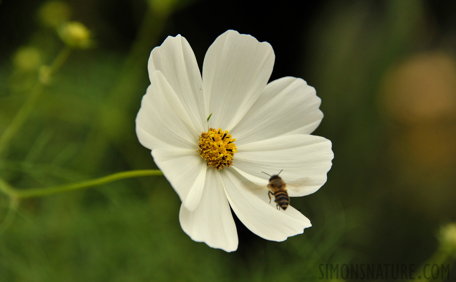 [300 mm, 1/800 Sek. bei f / 8.0, ISO 800]